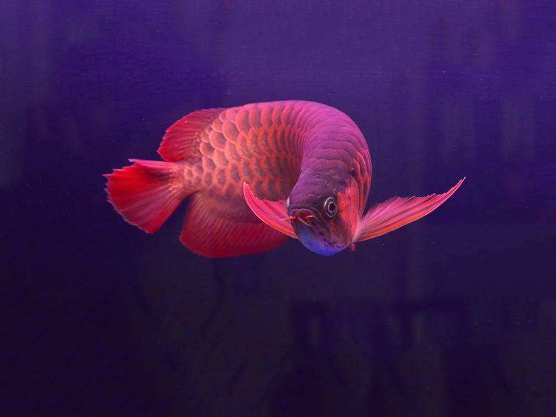 Durres Chili red arowana 2